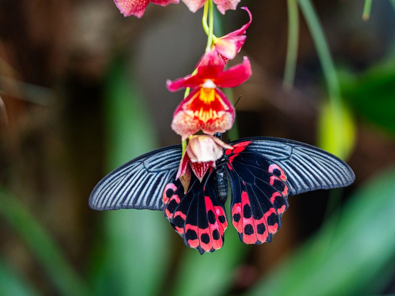 Tropiniai drugeliai VDU Botanikos sode