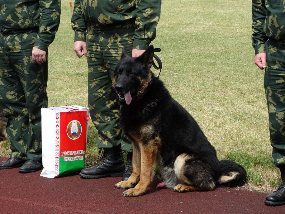 Tarnybinių šunų čempionate triumfavo belgų aviganis Grikis