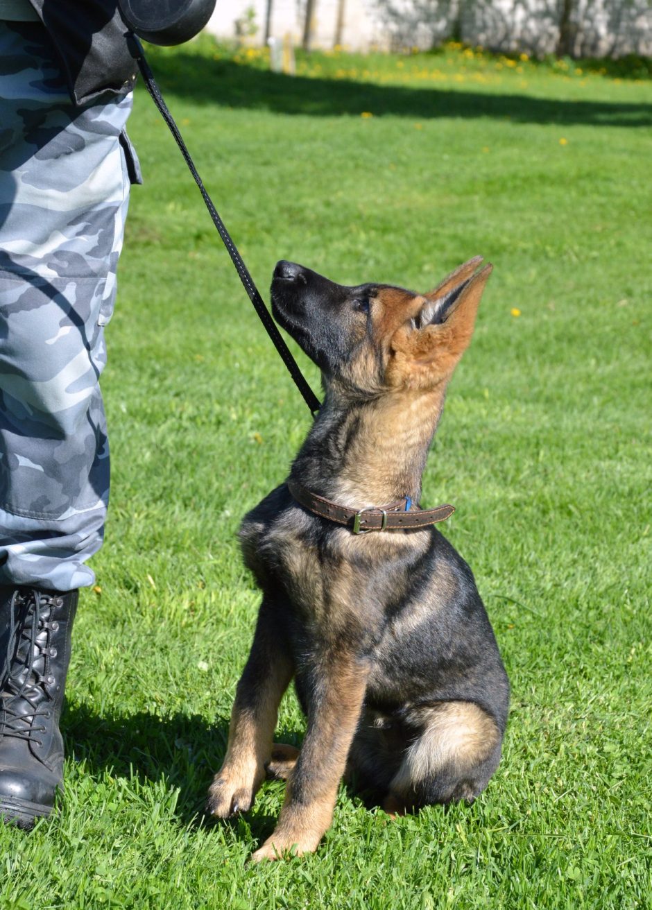 Lietuvos policijos pajėgas papildė žavūs keturkojai