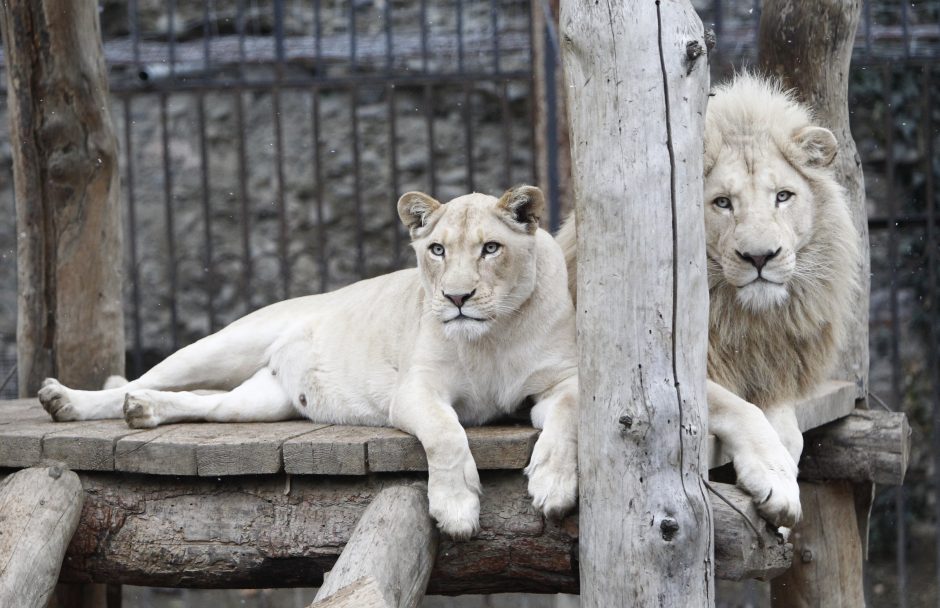 Zoologijos sode nušauti du liūtai, gelbėjant į jų aptvarą įšokusį savižudį