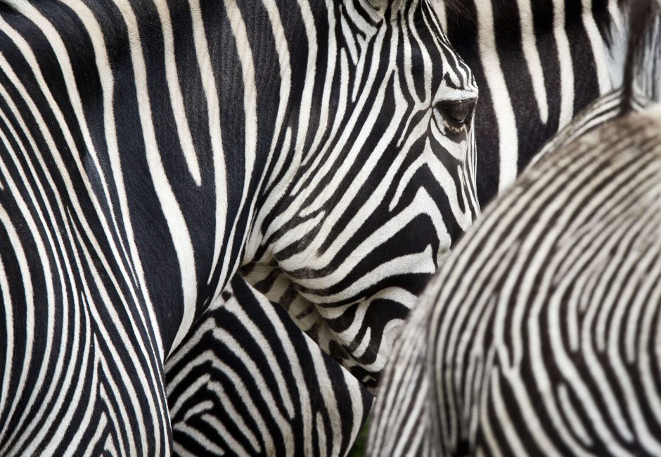 Zebrams gelbėti – originalus mokslininkų sprendimas