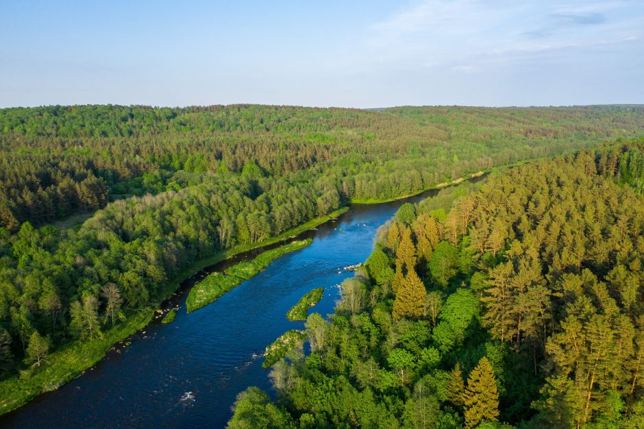 Šiauriniuose pasaulio regionuose rekordiškai sumažėjo medžių: kaip tai atsilieps Lietuvai?