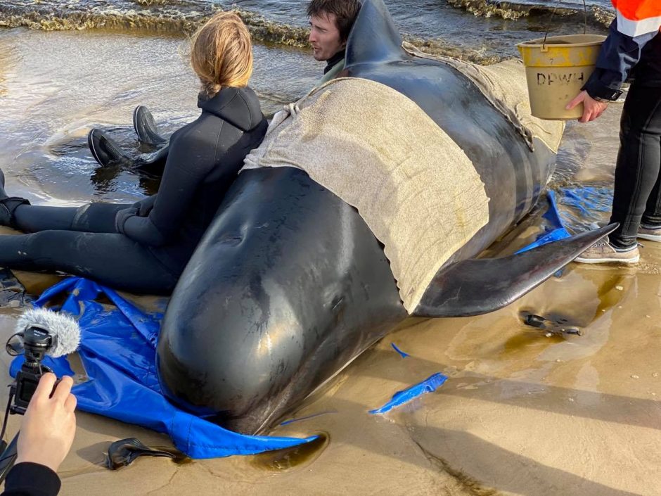 Nugaišo 380 Tasmanijos pakrantėje įstrigusių delfinų
