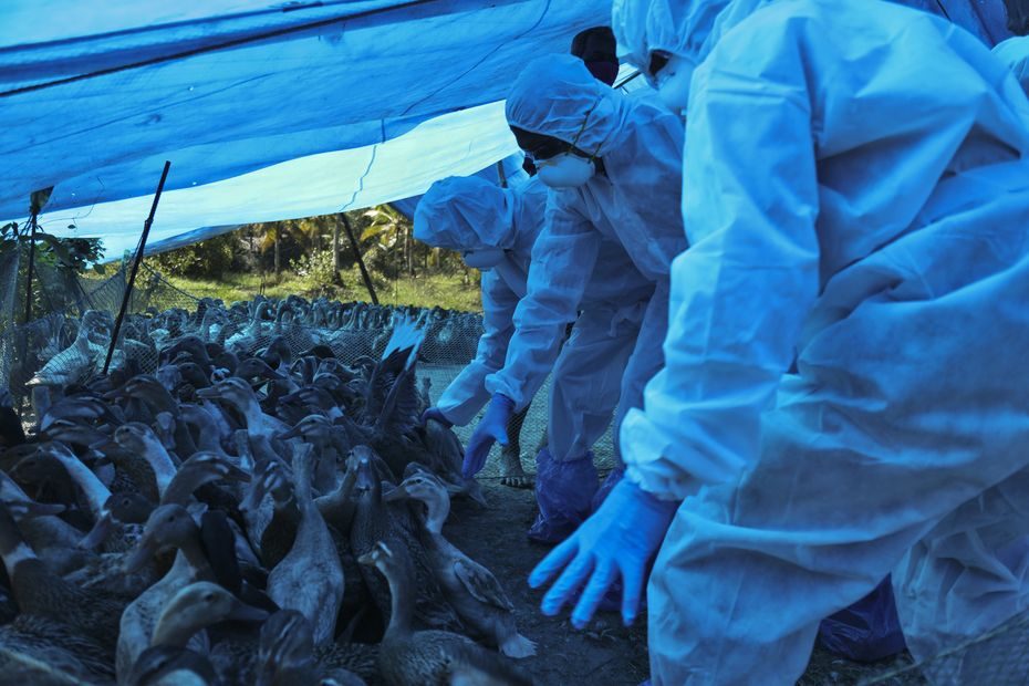 Indija dėl paukščių gripo protrūkio sunaikins dešimtis tūkstančių naminių paukščių