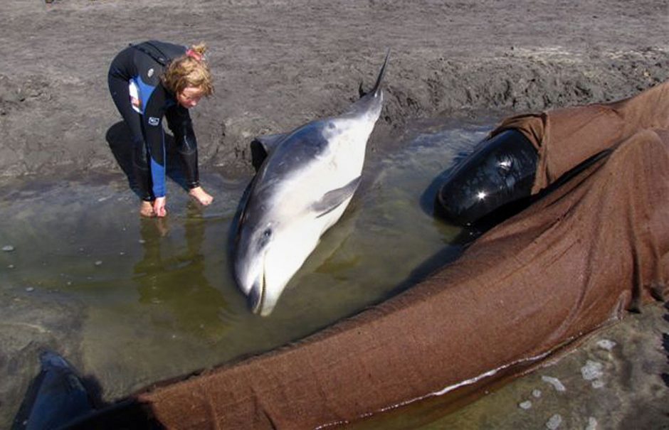 Tasmanijos pakrantėje įstrigo šimtai delfinų