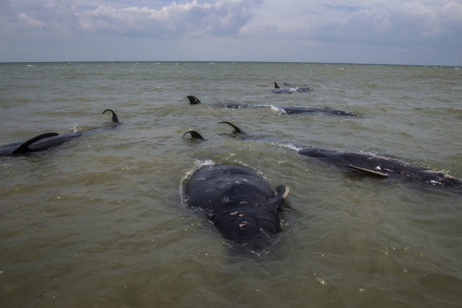 Indonezijoje nugaišo dešimtys į seklumą išplaukusių banginių