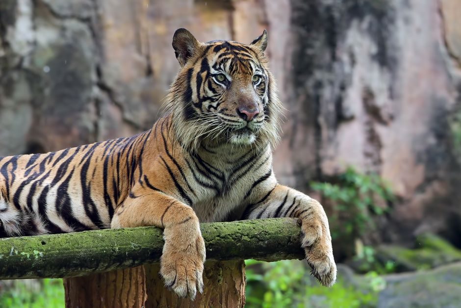 Pakistano zoologijos sode esančiame didžiųjų kačių aptvare rastas negyvas vyras