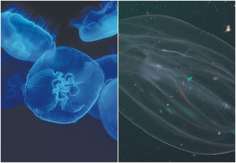 Baltijos jūroje – medūzų antplūdis