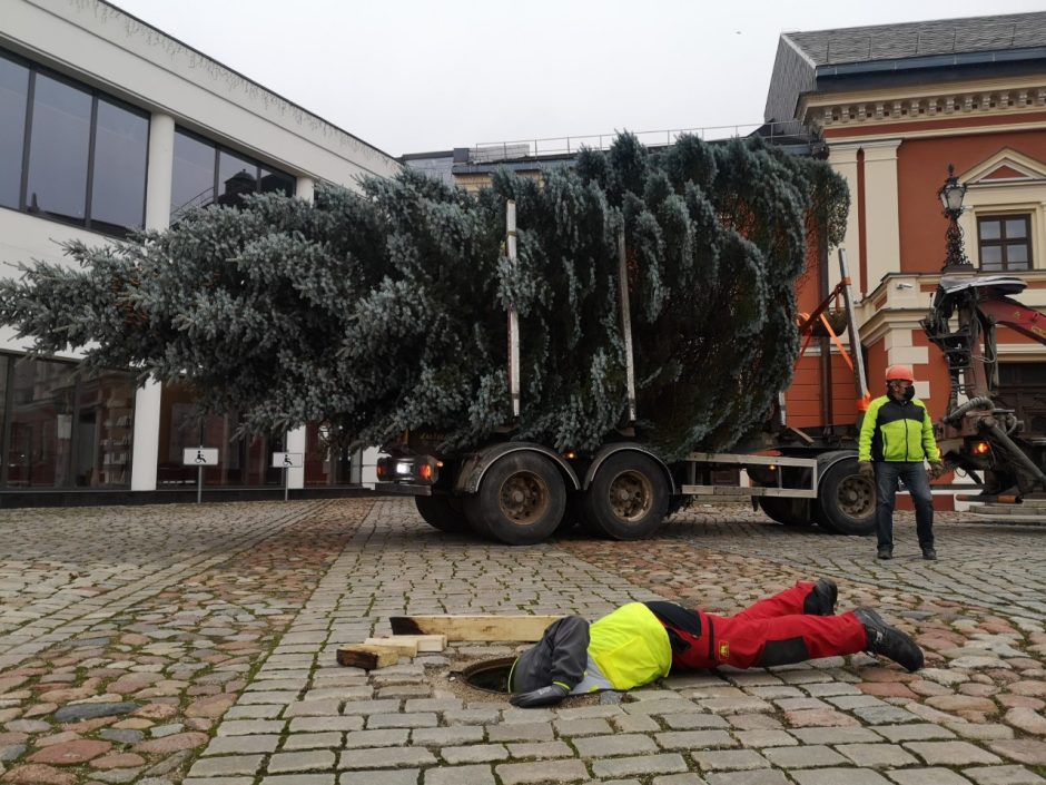 Kalėdų eglės kelionė per Klaipėdą: rinko iš dešimties gražiausių žaliaskarių