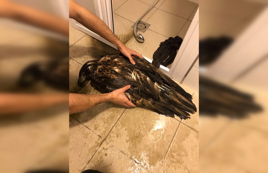 Ventės rago ornitologai jūrinį erelį ištraukė iš mirtinų spąstų