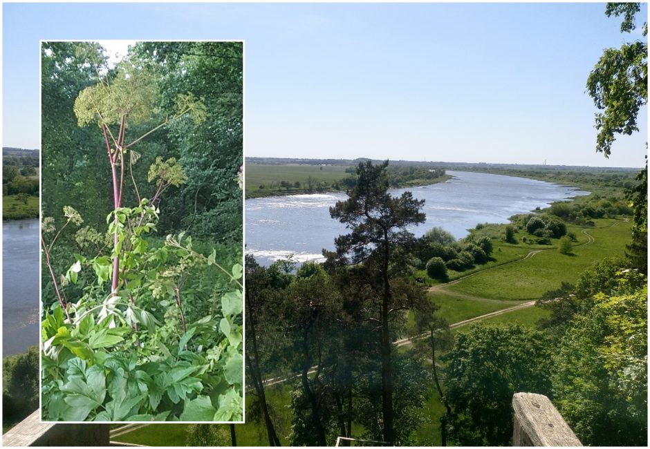 Rambyno regioninio parko direkcijai – priekaištai dėl Sosnovskio barščių ir akėčių