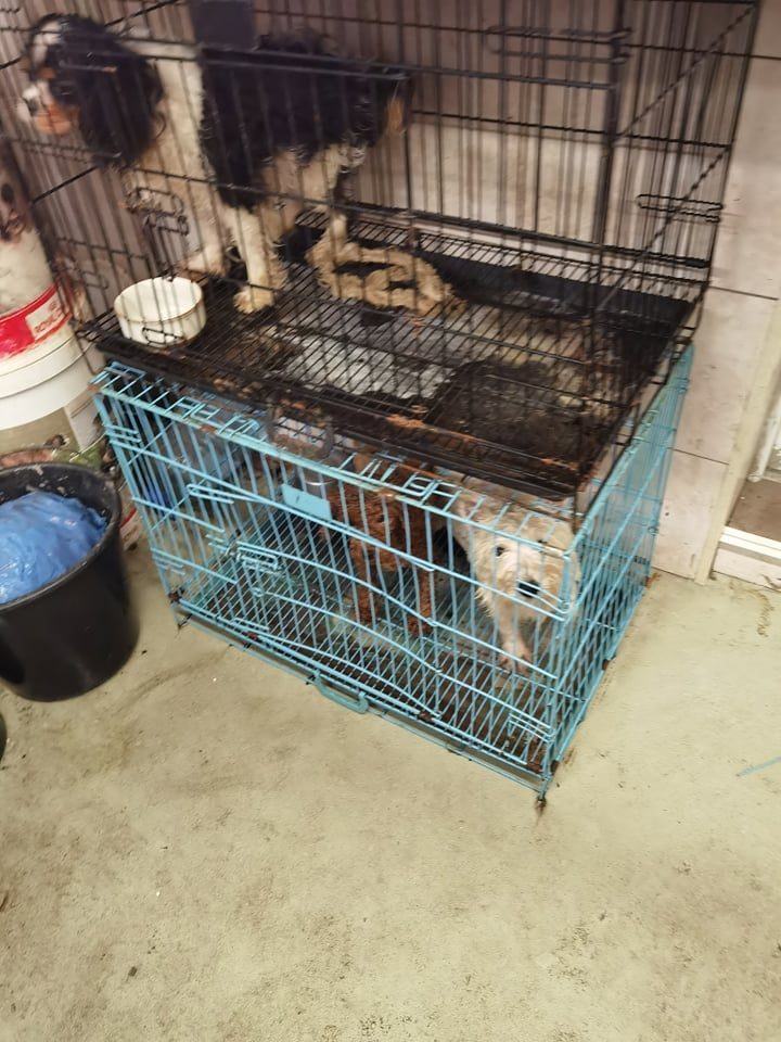 Kova dėl gyvūnų Kretingoje tęsiasi: policijai skundėsi ir šunų veisėja