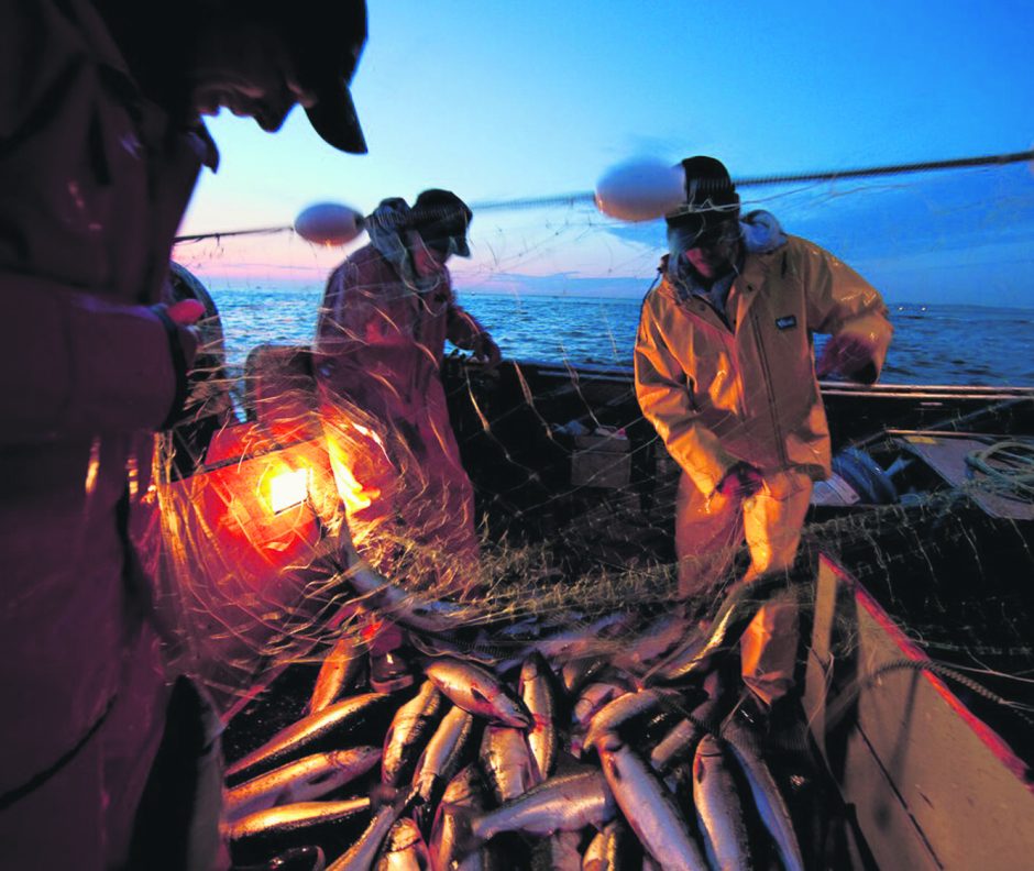 Kas kompensuos žvejų nuostolius Kuršių mariose?