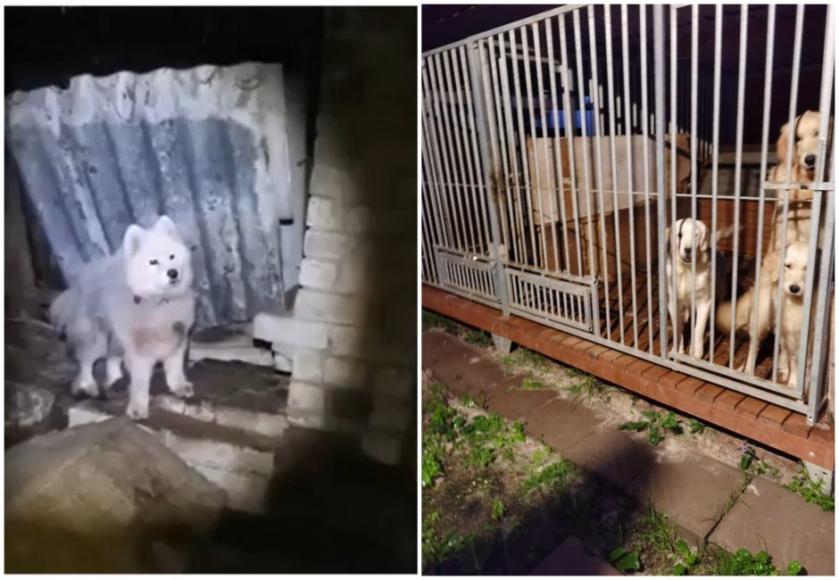 Kova dėl gyvūnų Kretingoje tęsiasi: policijai skundėsi ir šunų veisėja