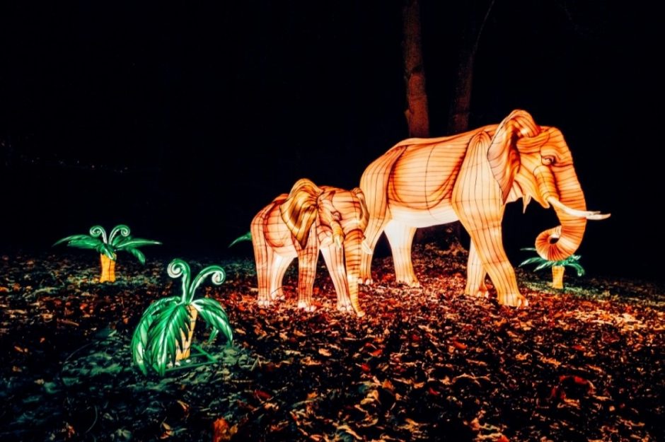 Kauno VDU botanikos sode – unikalus šviesų festivalis „Džiunglių knyga“