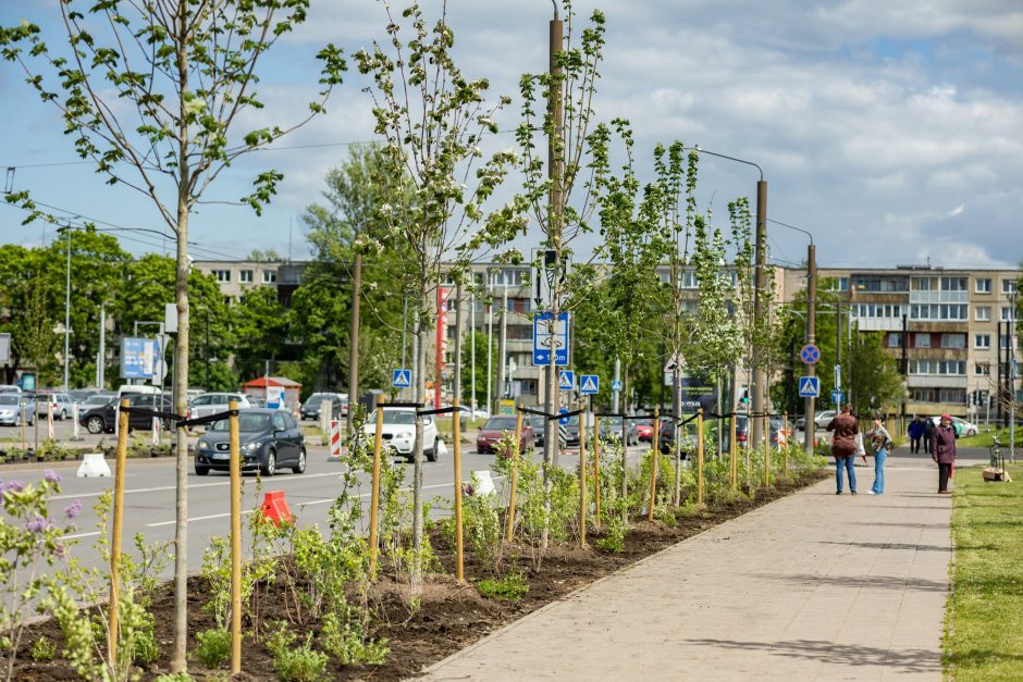 Vilnius miesto savivaldybė siekia dešimtkart padidinti įkainius kertamiems medžiams