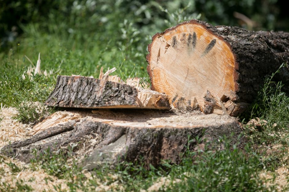 Seimo komiteto atstovai siūlo du tris kartus didinti baudas už neteisėtą medžių kirtimą