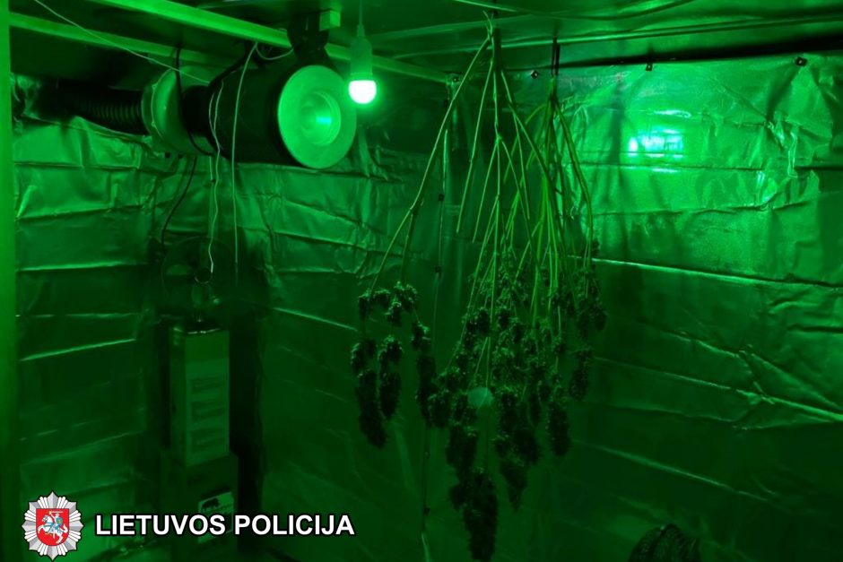 Marijampolės kriminalistai aptiko profesionaliai įrengtą kanapių auginimo laboratoriją