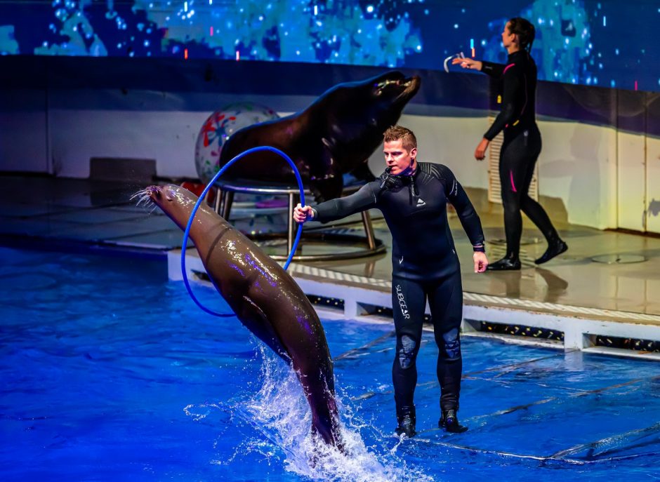 Lietuvos jūrų muziejaus lankytojams pristatomas naujas delfinų pasirodymas