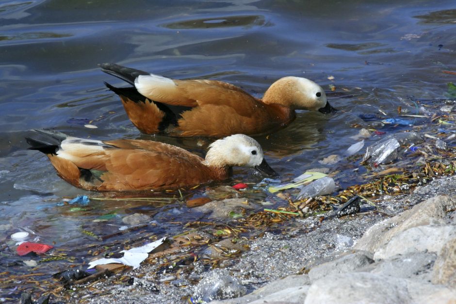 Radiniai paukščių skrandžiuose šokiruoja: aptiko cigarečių filtrų, plastiko ir žvejybos įrankių