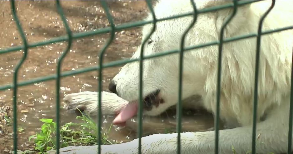 Rekordinis karštis svilina ne tik žmones: kaip nuo kaitros gelbėjami zoologijos sodo gyvūnai?