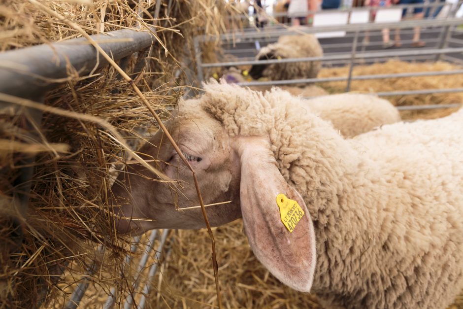 Tiriama nelegalaus avių mėsos verslo schema, į ją įsipainioję ir užsieniečiai
