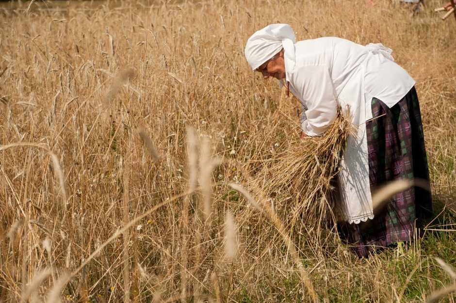 Oninės ir rugiapjūtė Rumšiškėse: proga iš naujo atrasti duonos skonį