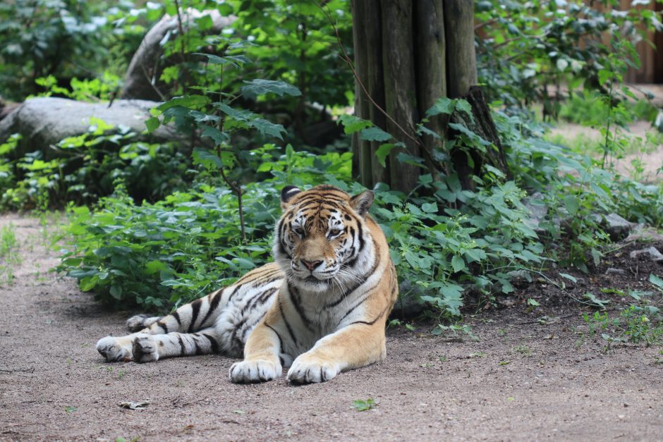 Kaunietė tigrė Norda švenčia 17-tąjį gimtadienį: orus saulėlydis be audringos meilės istorijos