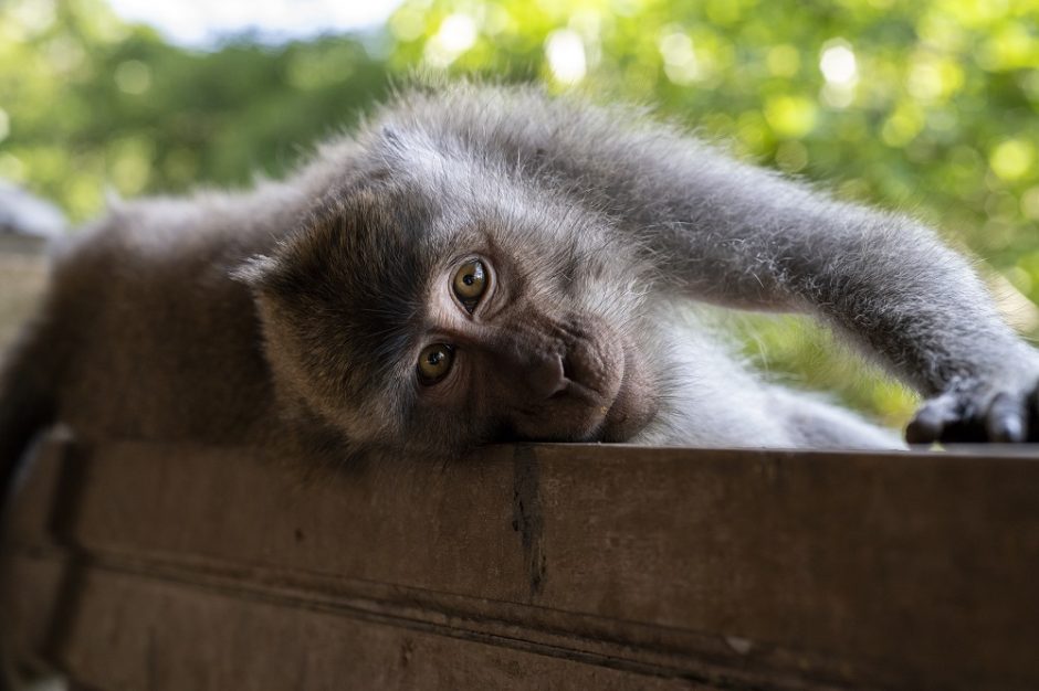 PSO: beždžionių raupai bus pervadinti į „b raupus“, kad būtų išvengta stigmatizacijos