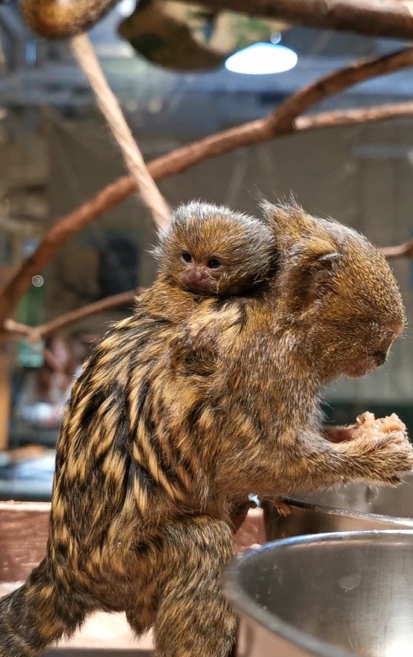 Zoologijos sode Vilniuje gimė du mažųjų beždžionių – nykštukinių marmozečių – jaunikliai