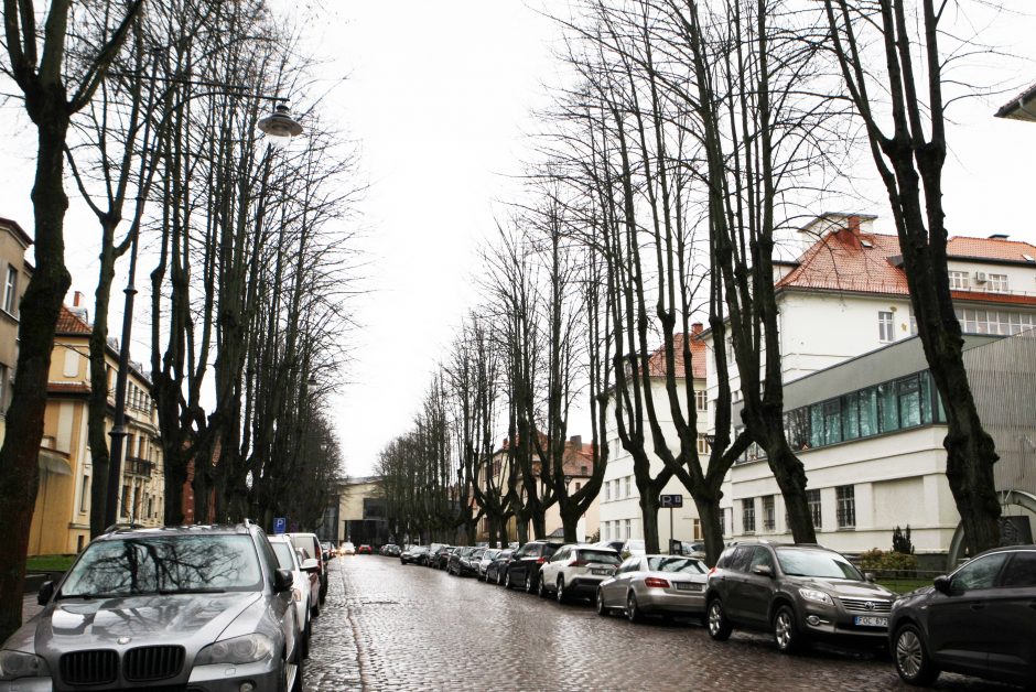 Klaipėdos savivaldybėje – triukšmas dėl medžių: kirsti ar palikti?