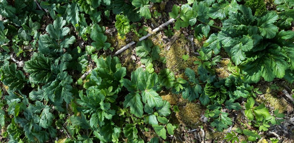 Miškininkai pradeda naikinti Sosnovskio barščius – pavojingą invazinį augalą