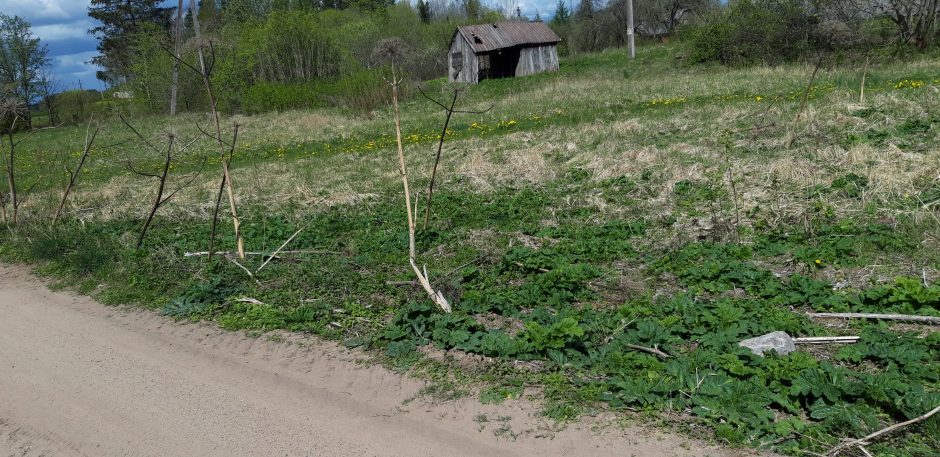 Miškininkai pradeda naikinti Sosnovskio barščius – pavojingą invazinį augalą