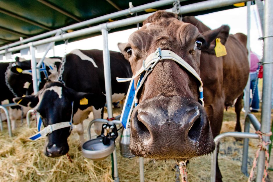 Istorija dėl melžiamų karvių triukšmo tęsiasi: ūkininkas laimėjo dar vieną bylą