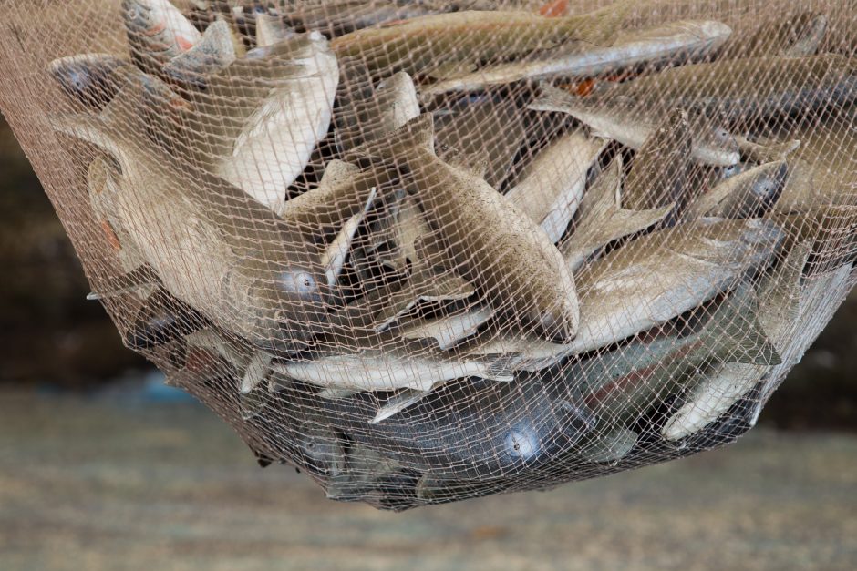 Žuvininkystės tarnyba kreipėsi į teismą dėl 45 tūkst. eurų žalos atlyginimo
