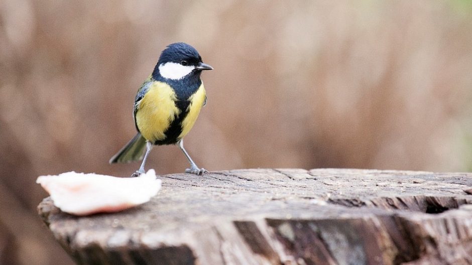 Į Lietuvą parlėkė per 40 rūšių paukščių, sodybų šeimininkams – prašymas