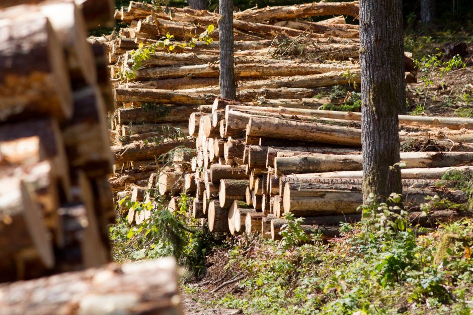 Eksportuojamą medienos žaliavą siūloma apmokestinti 15 proc.