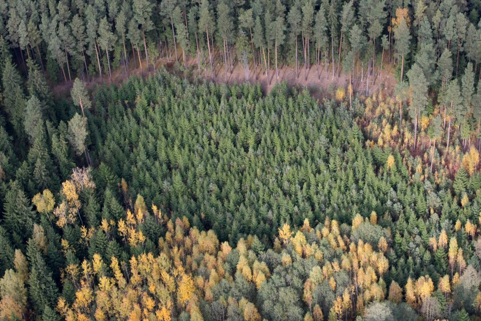 Privačiuose miškuose sužaliuos 3 tūkst. hektarų naujų miškų
