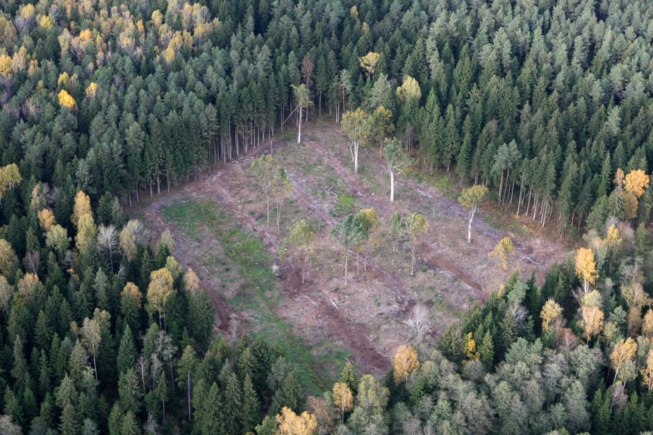 Gamtininkas apie kovą dėl miškų: stipriai rizikuojame
