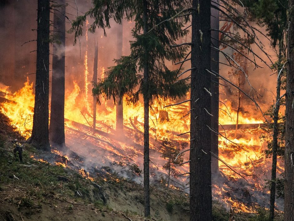 Miškininkai perspėja: miškai išdžiūvę – gaisrų pavojus išlieka didelis