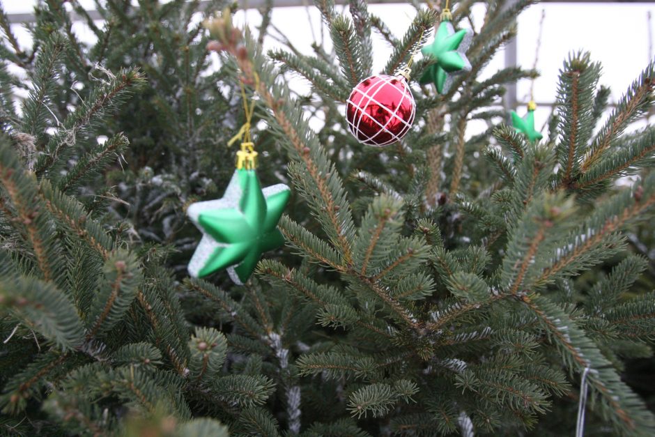 Šiauliuose ir Panevėžyje Kalėdų eglės taps biokuru