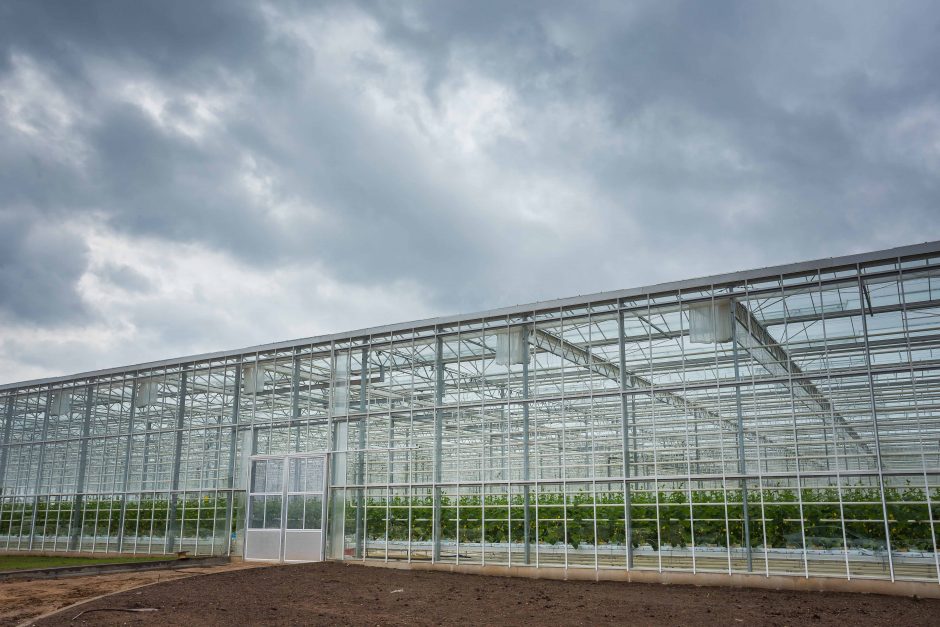 „Kietaviškių gausa“ skins derlių iš modernizuotų šiltnamių
