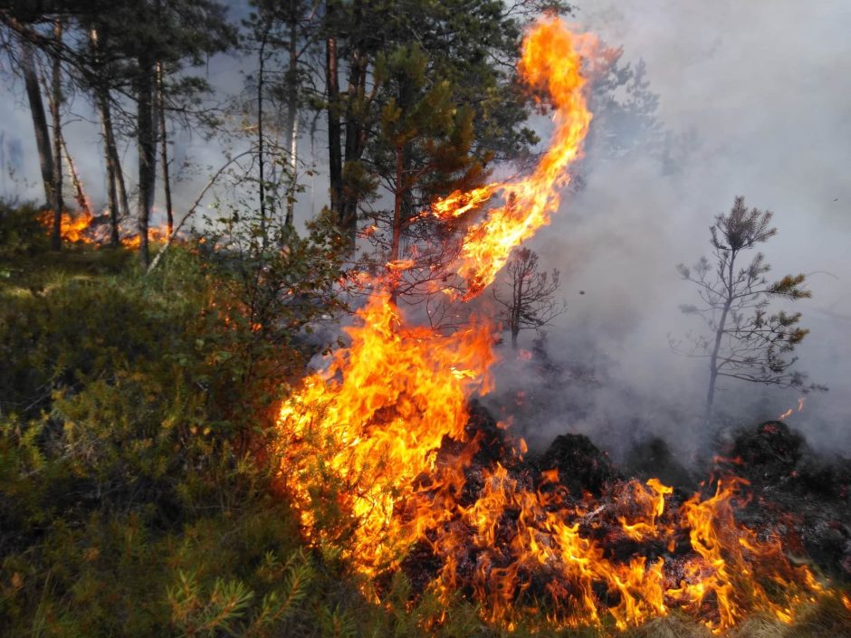 Miškininkai įspėja apie gaisrų pavojų: prašo nedeginti pernykštės žolės