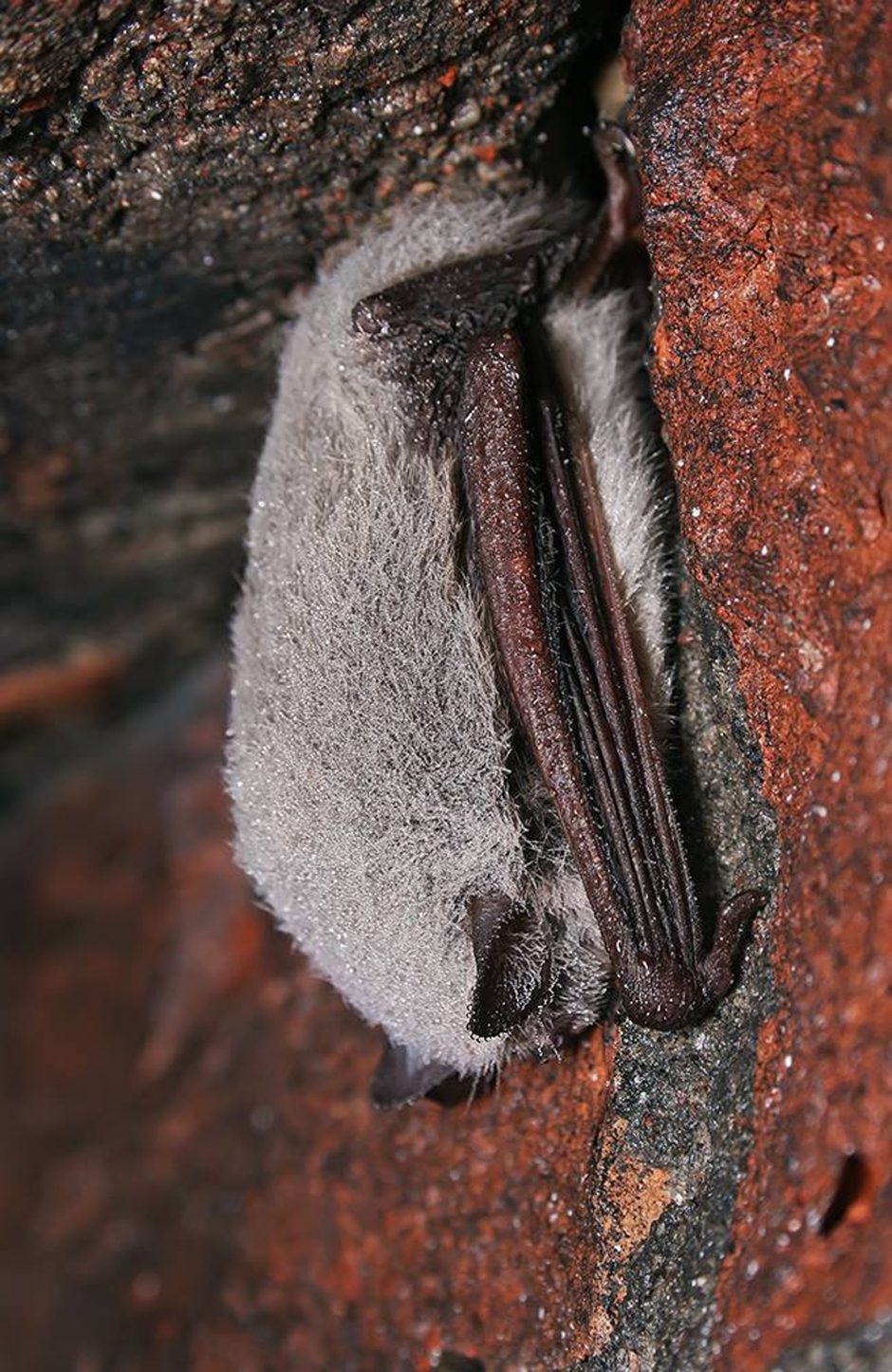 Vilniaus pakraštyje žiemoja tūkstančiai šikšnosparnių