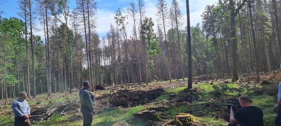 Ministras: kenkėjų pažeistų medžių gausa Punios šile kelia susirūpinimą