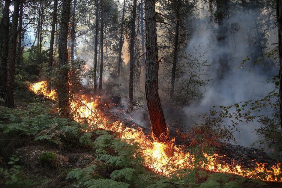 Turkijoje trečią parą gesinami miškų gaisrai: evakuojami turistai