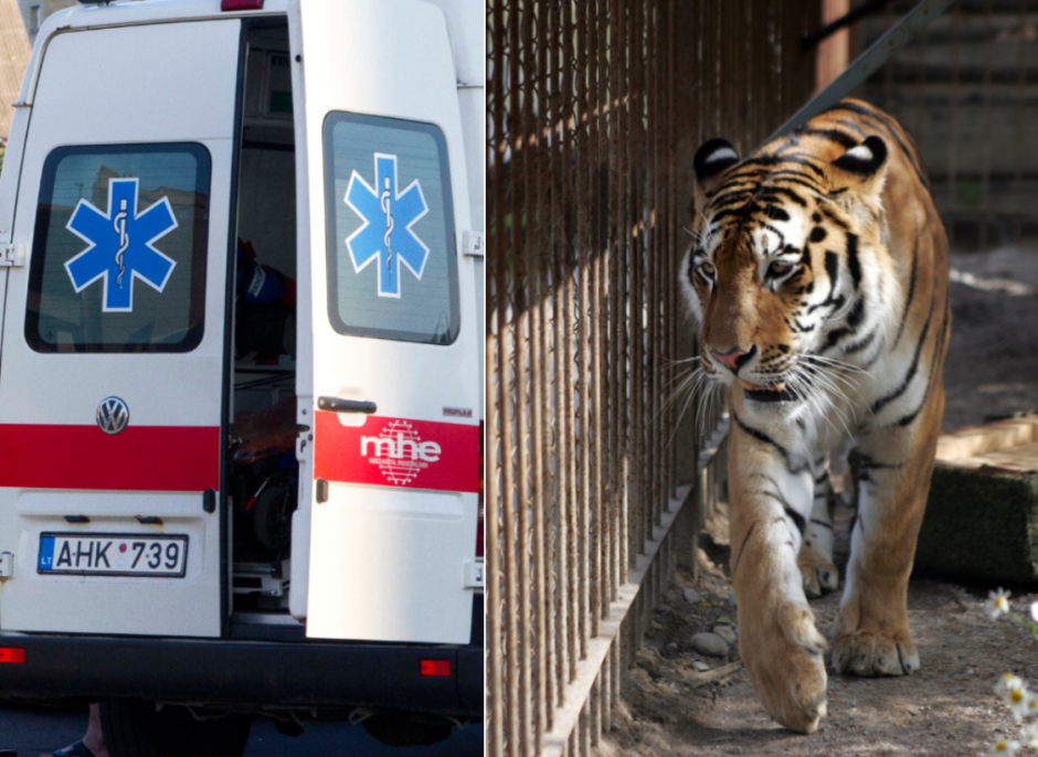 Kalvarijos zoologijos sode tigras nukando moteriai pirštą