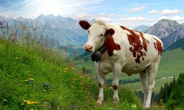Austrijoje karvėms kabins ne varpelius, o GPS seklius