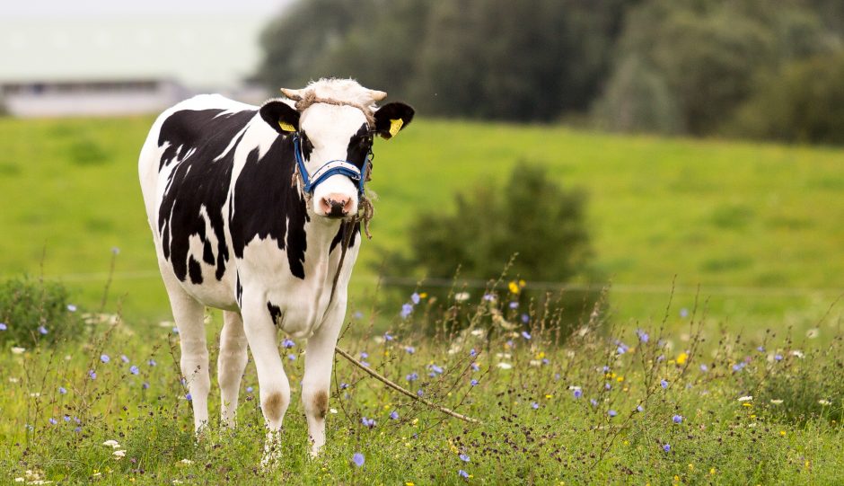 Pratęsta išimtis – smulkūs ūkiai ką tik pamelžtą pieną galės pristatyti neatšaldytą