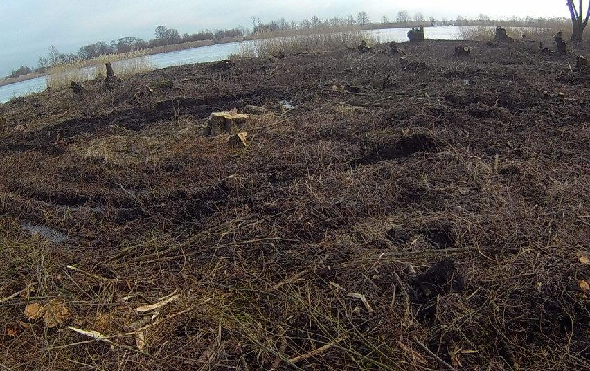 Tęsiamas tyrimas dėl Rusnėje iškirstų medžių: aptikta 4,5 tūkst. kelmų